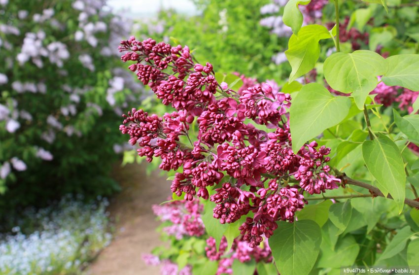 Пэтси в "Сиреневом саду", Дворцовый парк, г. Тверь