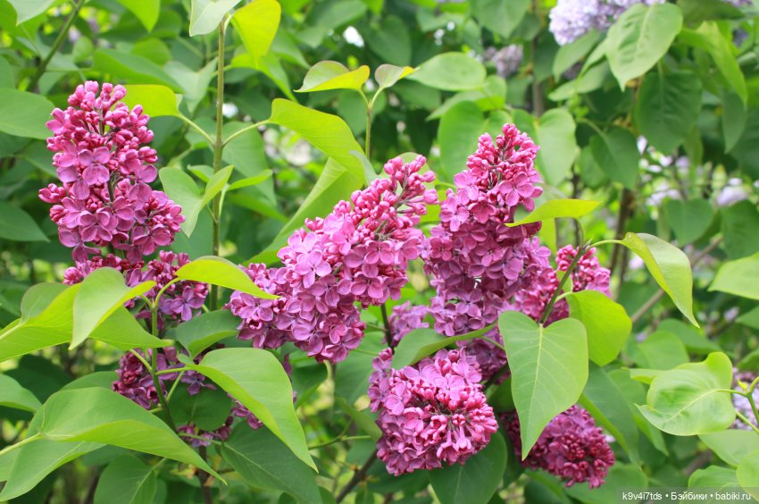 Пэтси в "Сиреневом саду", Дворцовый парк, г. Тверь