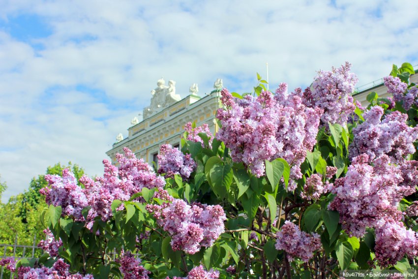 Пэтси в "Сиреневом саду", Дворцовый парк, г. Тверь