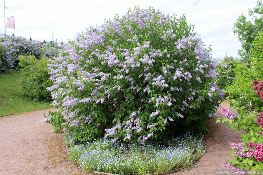 Пэтси в "Сиреневом саду", Дворцовый парк, г. Тверь