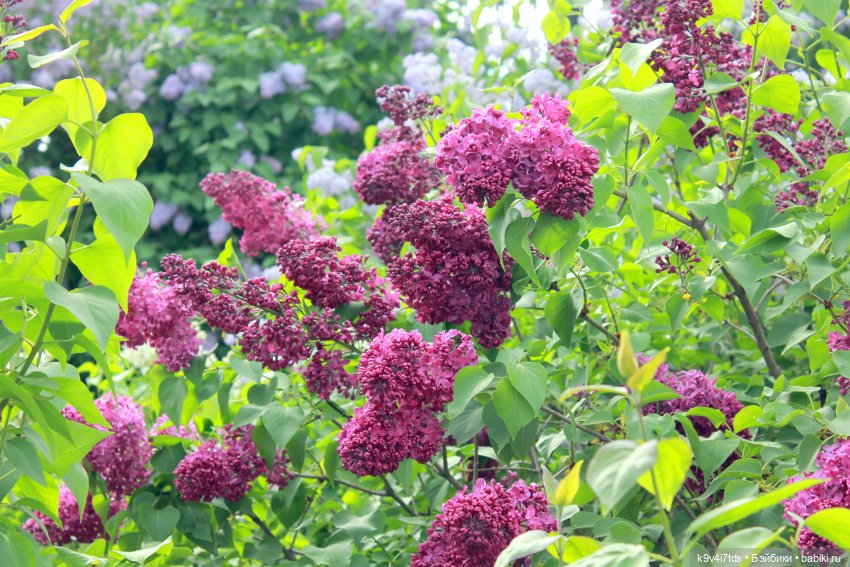 Пэтси в "Сиреневом саду", Дворцовый парк, г. Тверь