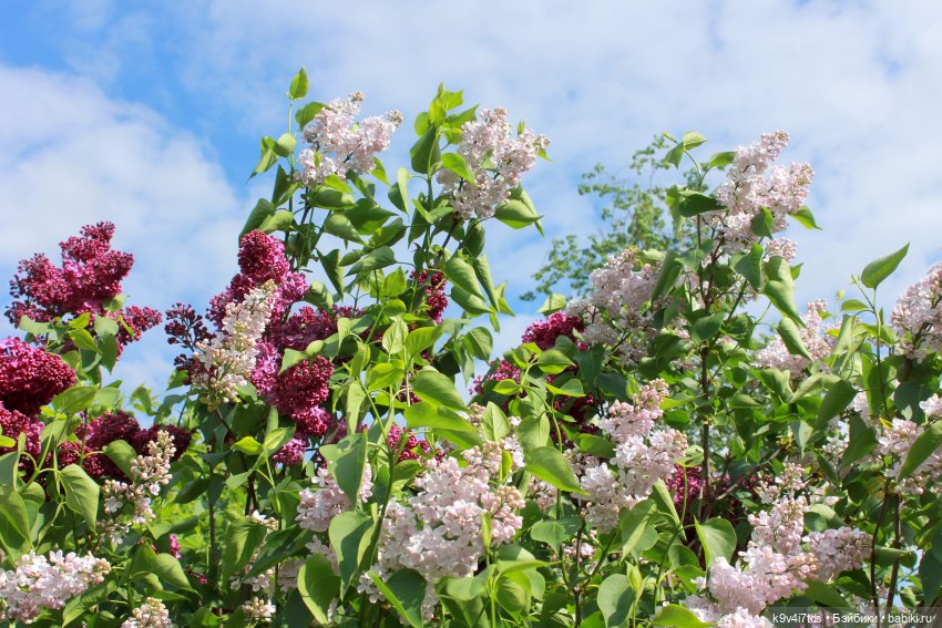 Пэтси в "Сиреневом саду", Дворцовый парк, г. Тверь