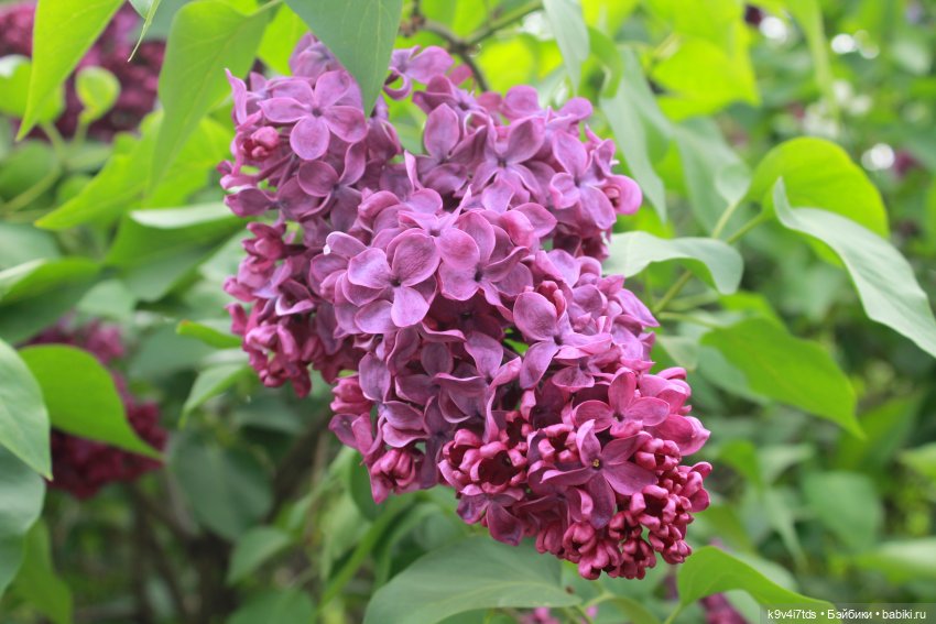 Пэтси в "Сиреневом саду", Дворцовый парк, г. Тверь