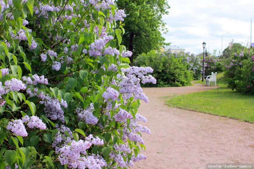 Пэтси в "Сиреневом саду", Дворцовый парк, г. Тверь