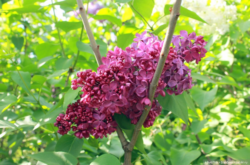 Пэтси в "Сиреневом саду", Дворцовый парк, г. Тверь