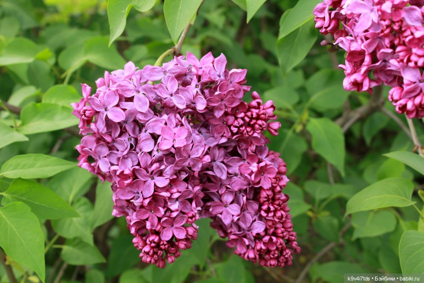 Пэтси в "Сиреневом саду", Дворцовый парк, г. Тверь
