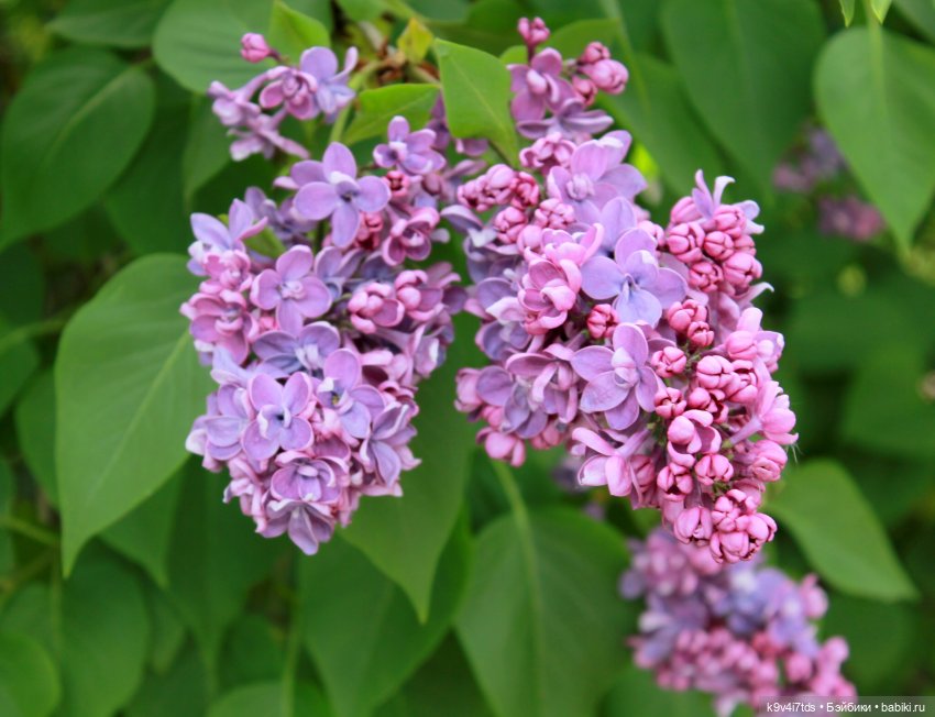Пэтси в "Сиреневом саду", Дворцовый парк, г. Тверь