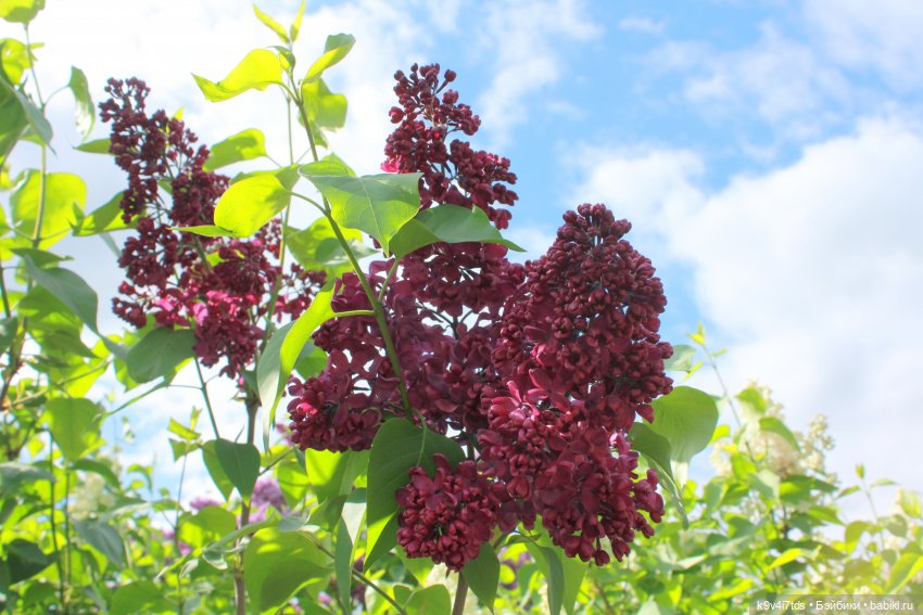 Пэтси в "Сиреневом саду", Дворцовый парк, г. Тверь