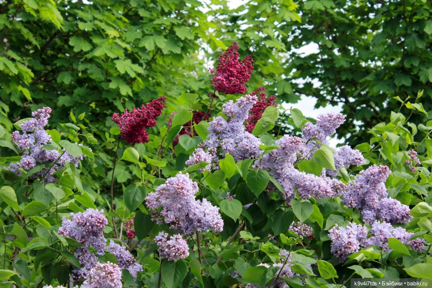 Пэтси в "Сиреневом саду", Дворцовый парк, г. Тверь