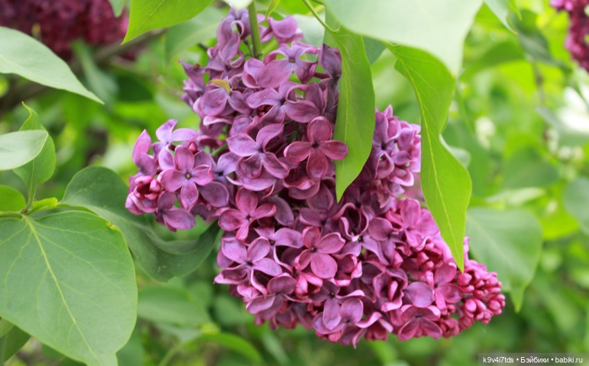 Пэтси в "Сиреневом саду", Дворцовый парк, г. Тверь