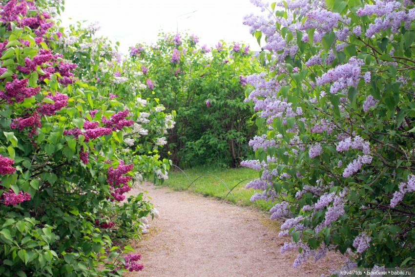 Пэтси в "Сиреневом саду", Дворцовый парк, г. Тверь