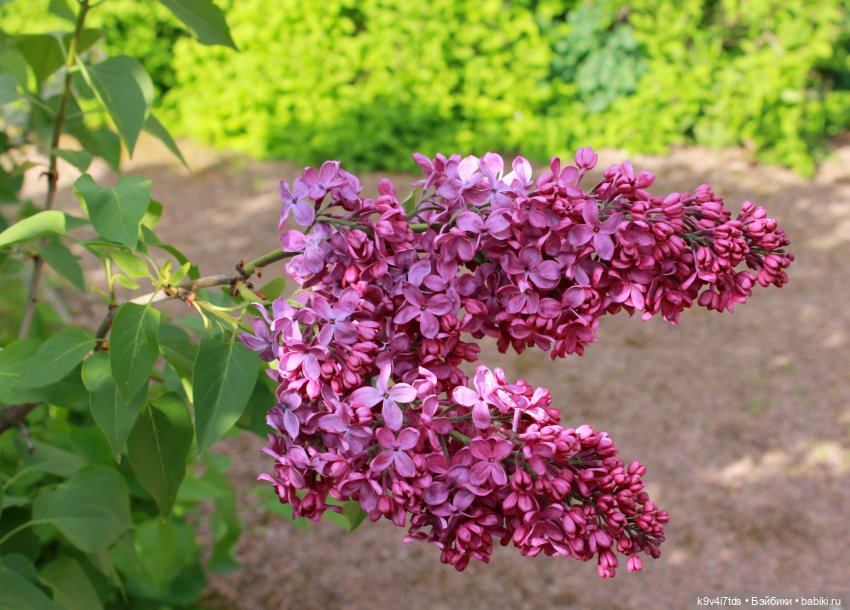 Пэтси в "Сиреневом саду", Дворцовый парк, г. Тверь
