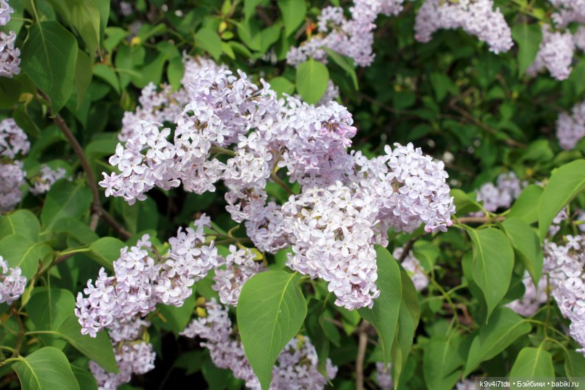 Пэтси в "Сиреневом саду", Дворцовый парк, г. Тверь