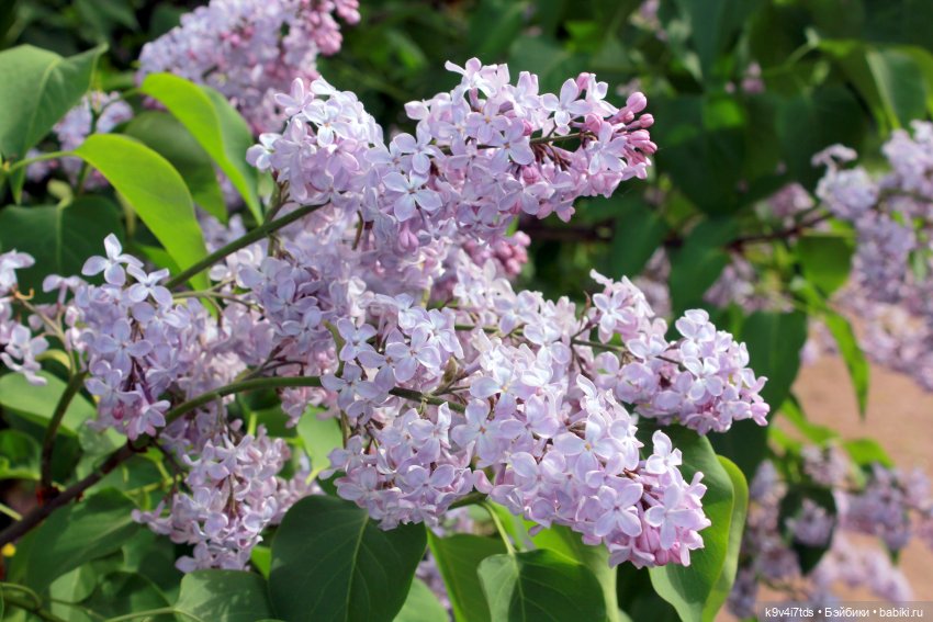 Пэтси в "Сиреневом саду", Дворцовый парк, г. Тверь