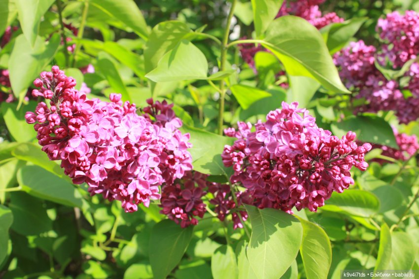 Пэтси в "Сиреневом саду", Дворцовый парк, г. Тверь
