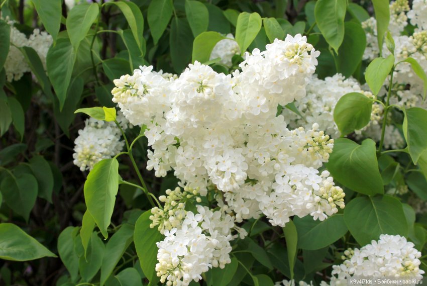 Пэтси в "Сиреневом саду", Дворцовый парк, г. Тверь