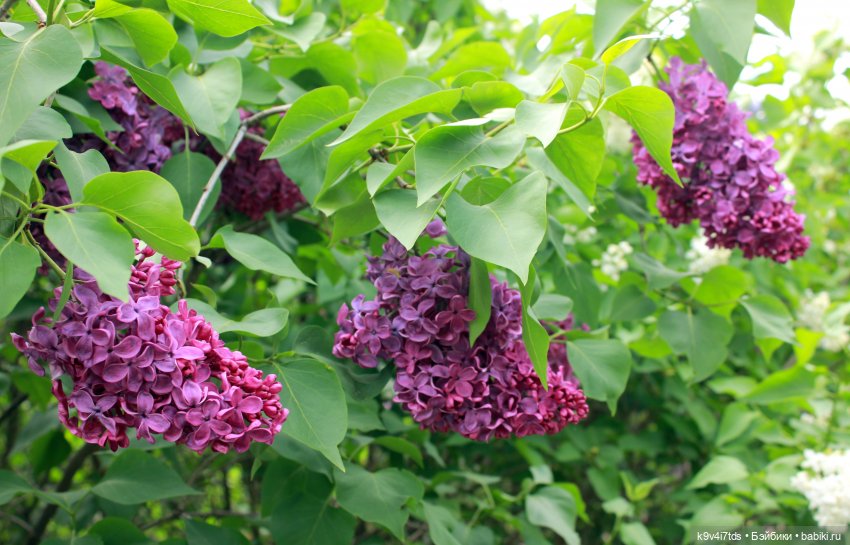 Пэтси в "Сиреневом саду", Дворцовый парк, г. Тверь