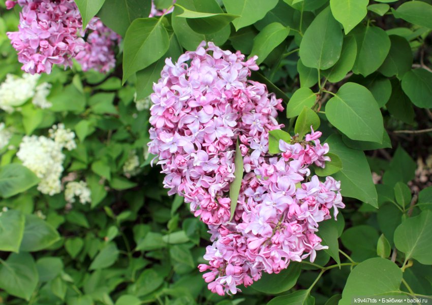 Пэтси в "Сиреневом саду", Дворцовый парк, г. Тверь