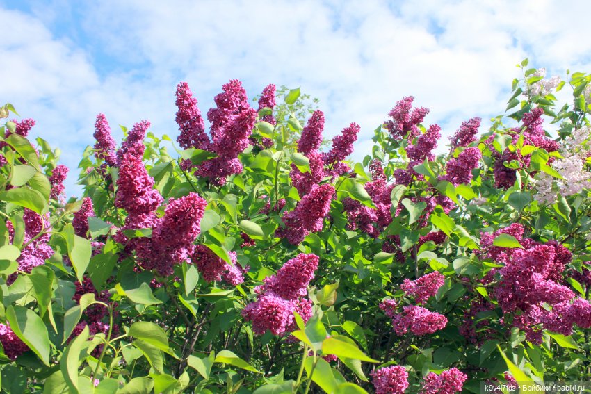 Пэтси в "Сиреневом саду", Дворцовый парк, г. Тверь