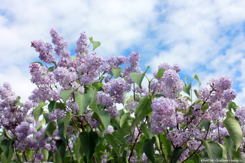 Пэтси в "Сиреневом саду", Дворцовый парк, г. Тверь