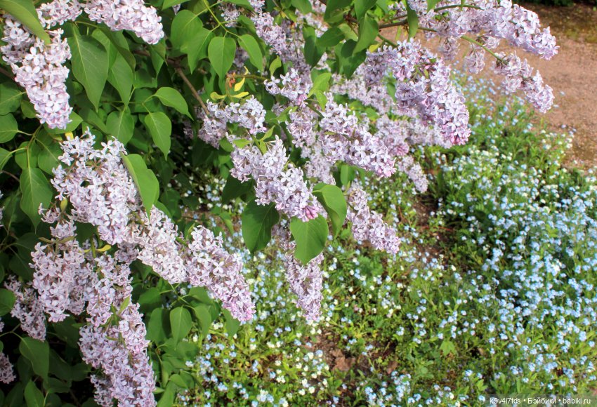 Пэтси в "Сиреневом саду", Дворцовый парк, г. Тверь