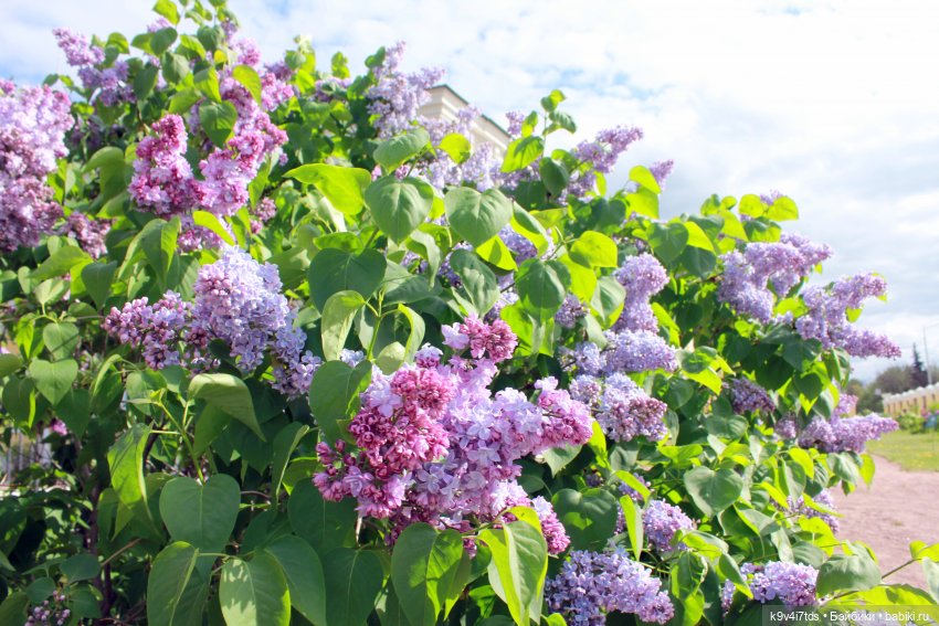 Пэтси в "Сиреневом саду", Дворцовый парк, г. Тверь