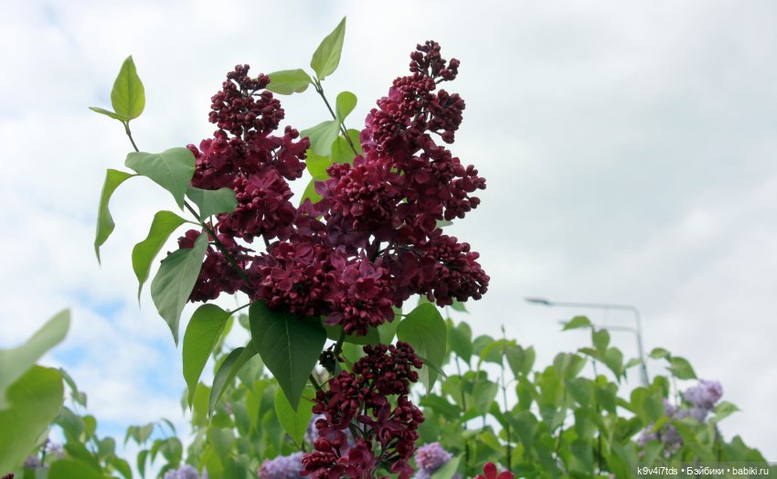 Пэтси в "Сиреневом саду", Дворцовый парк, г. Тверь