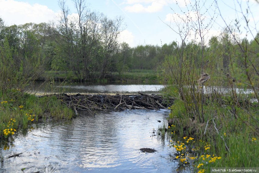 Весна с Сиун. Сиун/Xióng Xióng от Ruby Red/Руби Ред (фото 3)