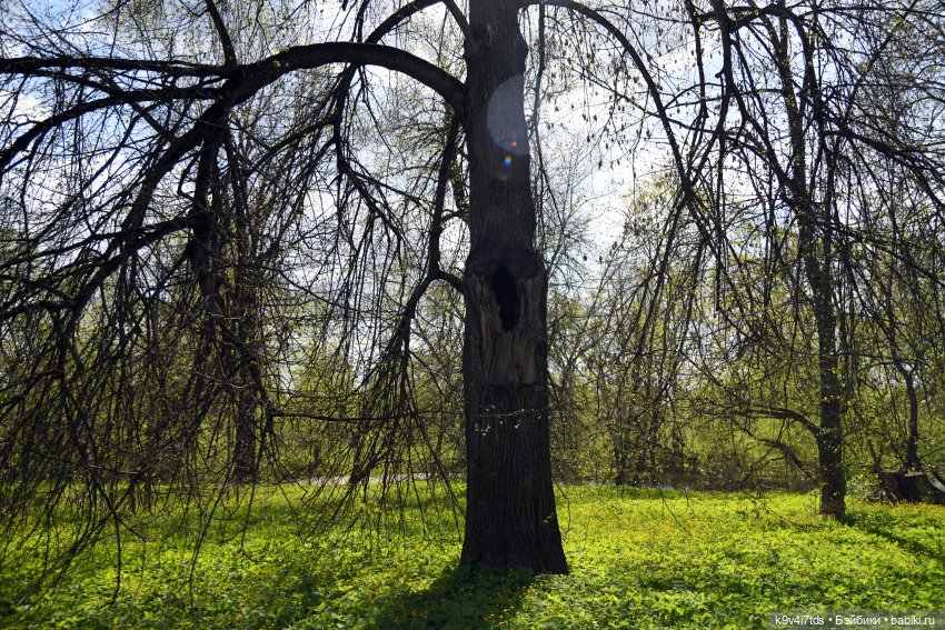 Весна с Сиун. Сиун/Xióng Xióng от Ruby Red/Руби Ред