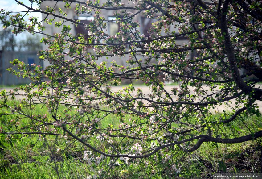 Весна с Сиун. Сиун/Xióng Xióng от Ruby Red/Руби Ред