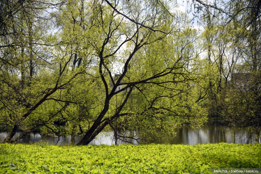 Весна с Сиун. Сиун/Xióng Xióng от Ruby Red/Руби Ред