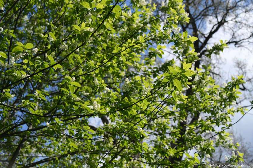 Весна с Сиун. Сиун/Xióng Xióng от Ruby Red/Руби Ред