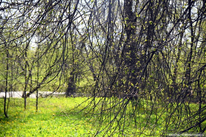 Весна с Сиун. Сиун/Xióng Xióng от Ruby Red/Руби Ред