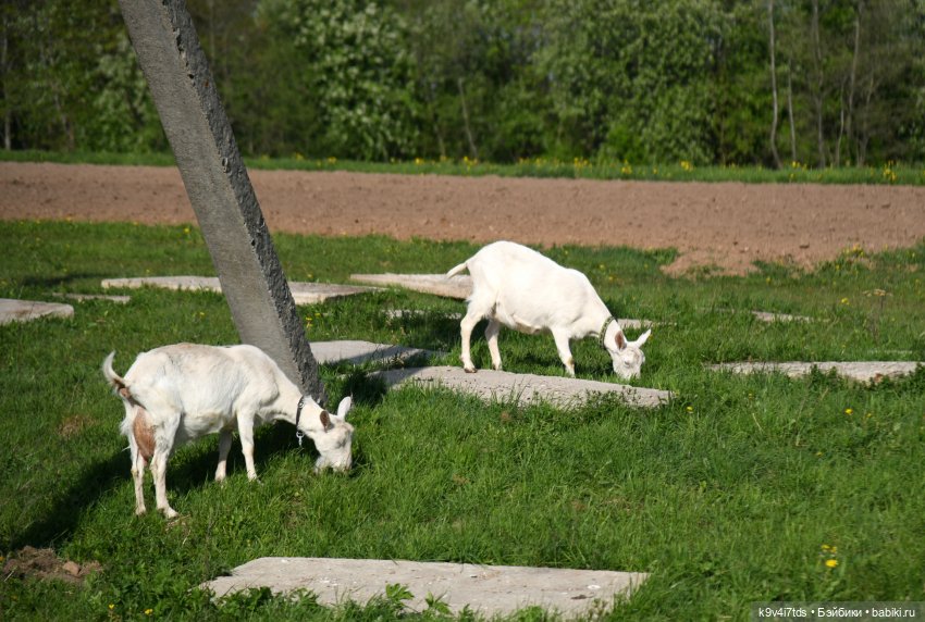 Весна с Сиун. Сиун/Xióng Xióng от Ruby Red/Руби Ред