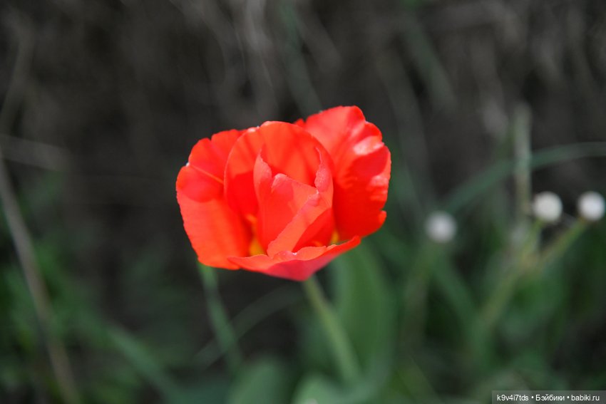 Весна с Сиун. Сиун/Xióng Xióng от Ruby Red/Руби Ред