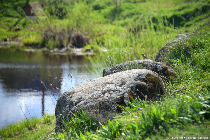 Весна с Сиун. Сиун/Xióng Xióng от Ruby Red/Руби Ред