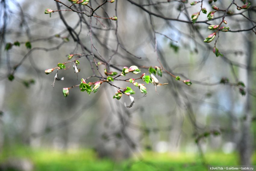 Весна с Сиун. Сиун/Xióng Xióng от Ruby Red/Руби Ред