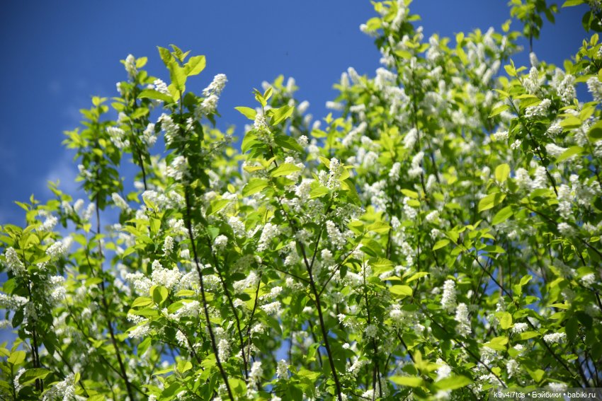 Весна с Сиун. Сиун/Xióng Xióng от Ruby Red/Руби Ред