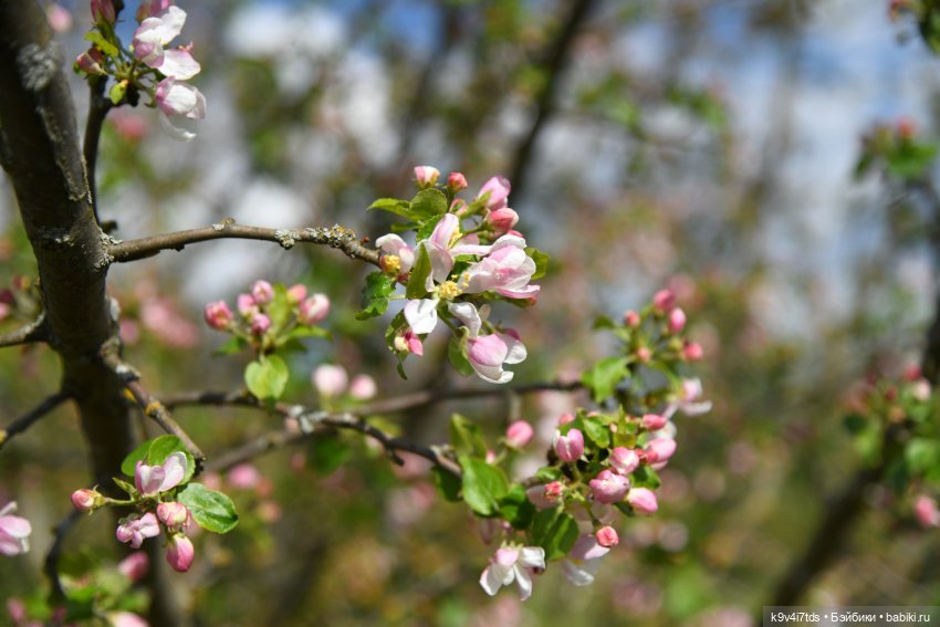 Весна с Сиун. Сиун/Xióng Xióng от Ruby Red/Руби Ред