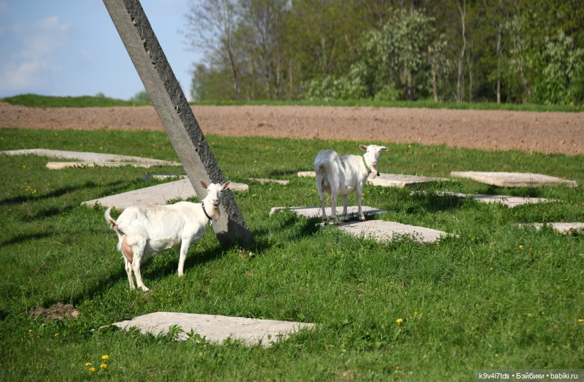 Весна с Сиун. Сиун/Xióng Xióng от Ruby Red/Руби Ред