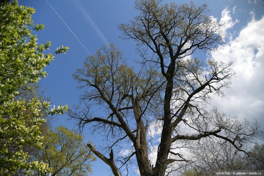 Весна с Сиун. Сиун/Xióng Xióng от Ruby Red/Руби Ред