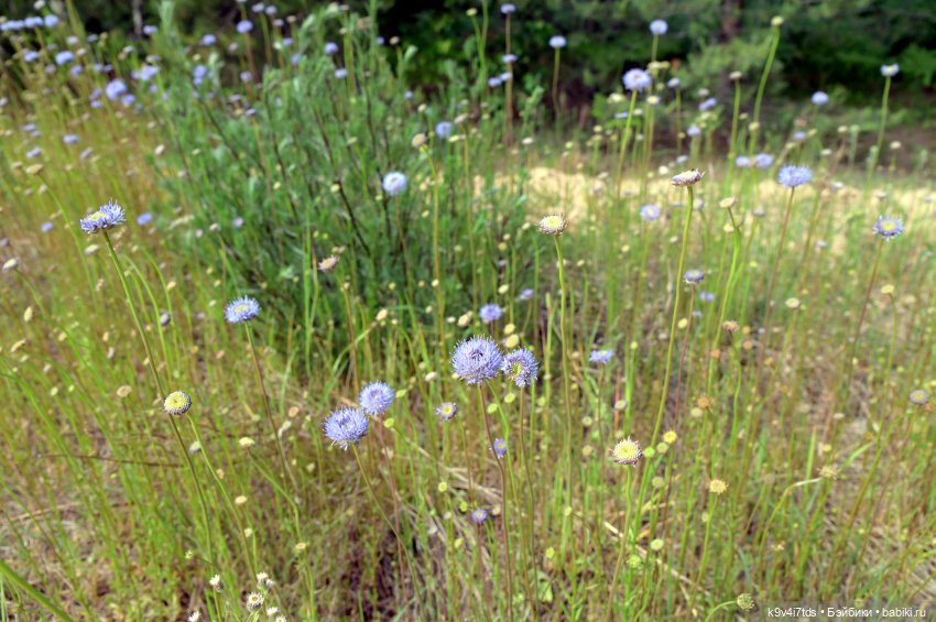 "Ирреальный" Июнь — Куклы Irrealdoll (Ирреалдолл): BJD (БЖД) (фото 10)