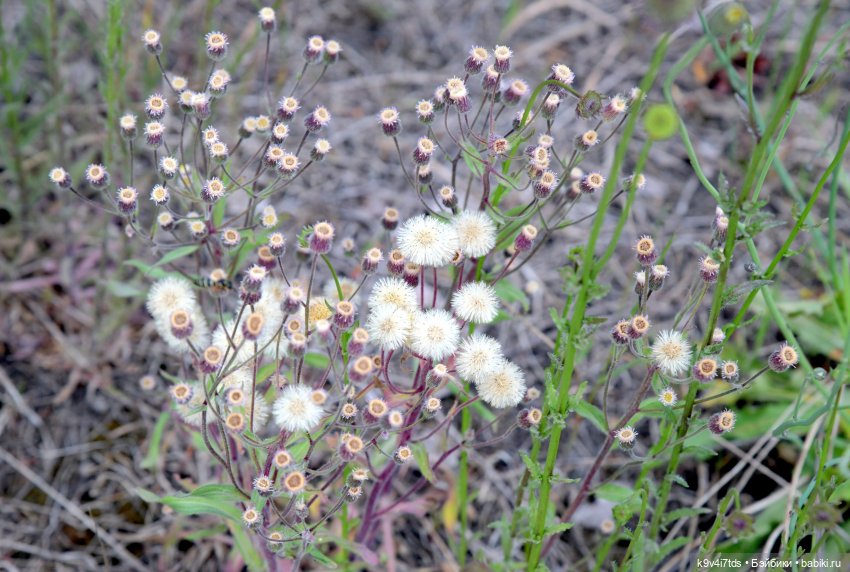 "Ирреальный" Июнь — Куклы Irrealdoll (Ирреалдолл): BJD (БЖД)