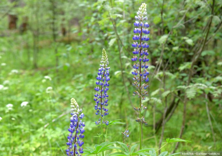 "Ирреальный" Июнь — Куклы Irrealdoll (Ирреалдолл): BJD (БЖД)