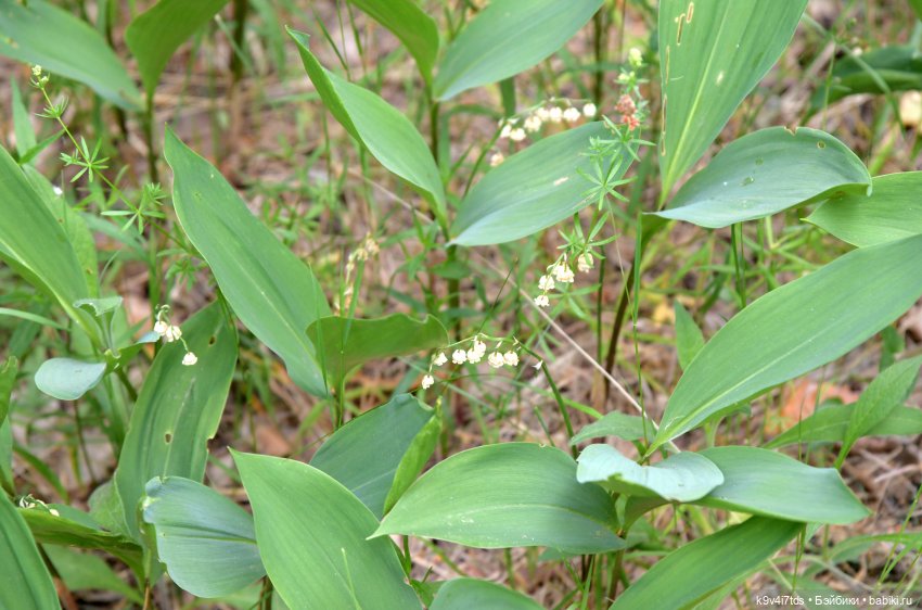 "Ирреальный" Июнь — Куклы Irrealdoll (Ирреалдолл): BJD (БЖД)