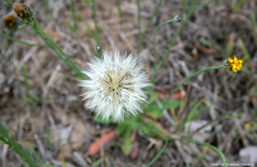 "Ирреальный" Июнь — Куклы Irrealdoll (Ирреалдолл): BJD (БЖД)
