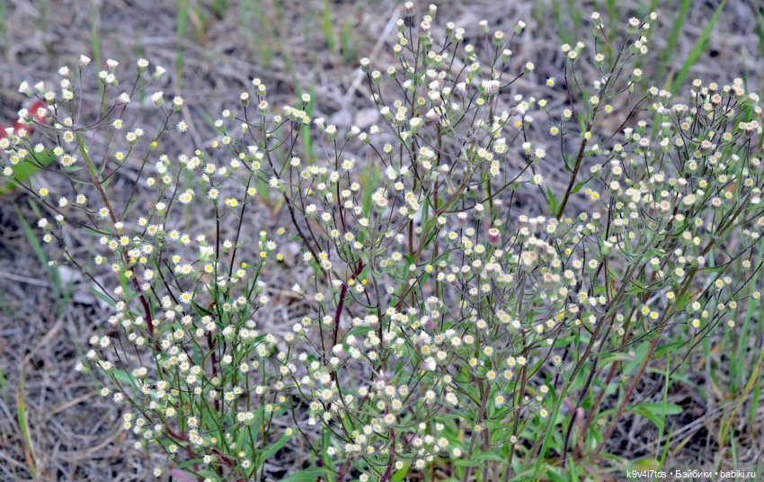 "Ирреальный" Июнь — Куклы Irrealdoll (Ирреалдолл): BJD (БЖД)