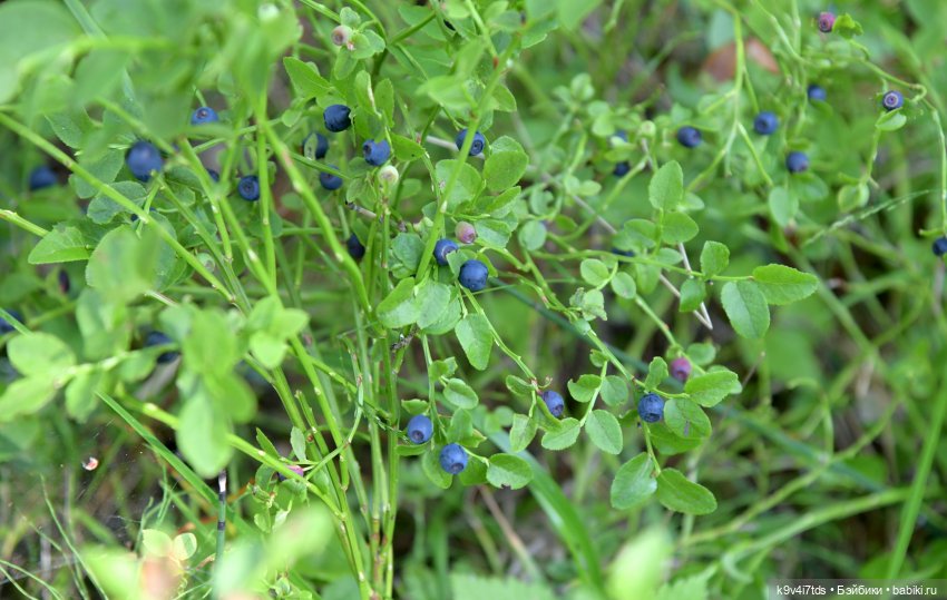 Лесная прогулка Ивы и Авроры