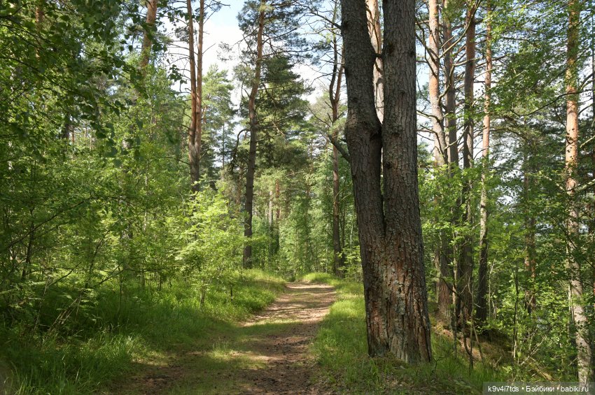 Лесная прогулка Ивы и Авроры