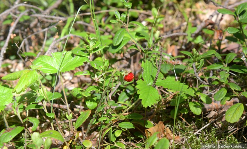 Лесная прогулка Ивы и Авроры
